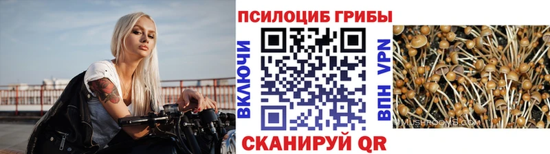 где купить наркоту  Мурманск  Псилоцибиновые грибы прущие грибы 